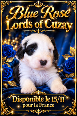 Les chiots de Bobtail