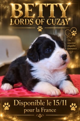 Les chiots de Bobtail