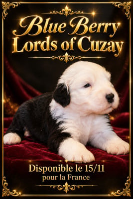 Les chiots de Bobtail