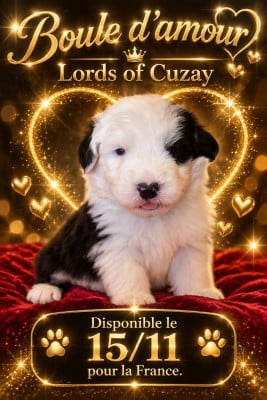 Les chiots de Bobtail
