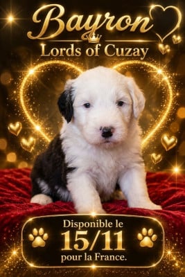 Les chiots de Bobtail