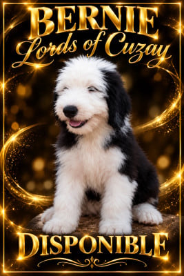Les chiots de Bobtail