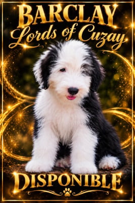 Les chiots de Bobtail
