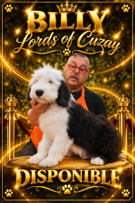 Les chiots de Bobtail