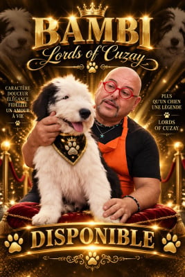 Les chiots de Bobtail