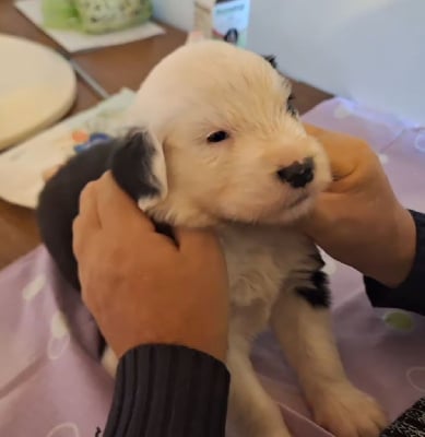 Les chiots de Bobtail