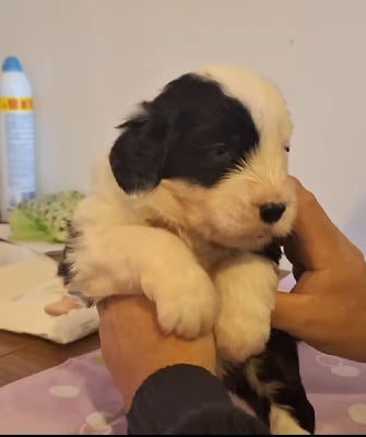 Les chiots de Bobtail