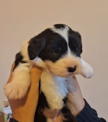 Les chiots de Bobtail