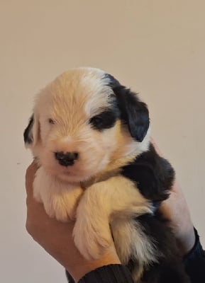 Les chiots de Bobtail