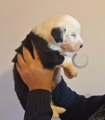 Les chiots de Bobtail