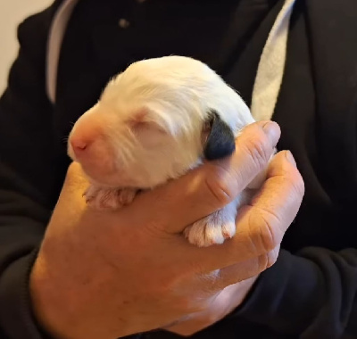 Les chiots de Bobtail