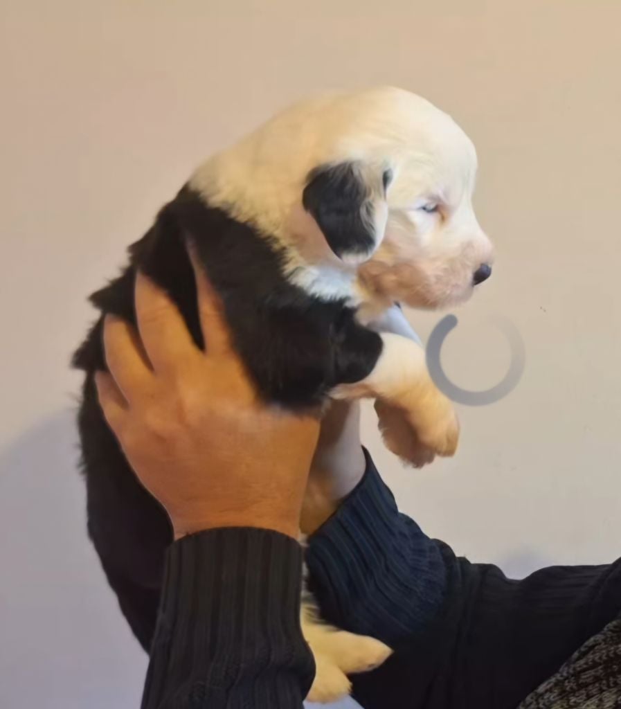 Aggrid Lords of Cuzay