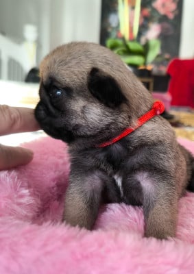 Les chiots de Carlin