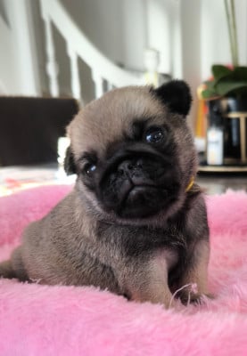 Les chiots de Carlin