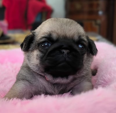 Les chiots de Carlin