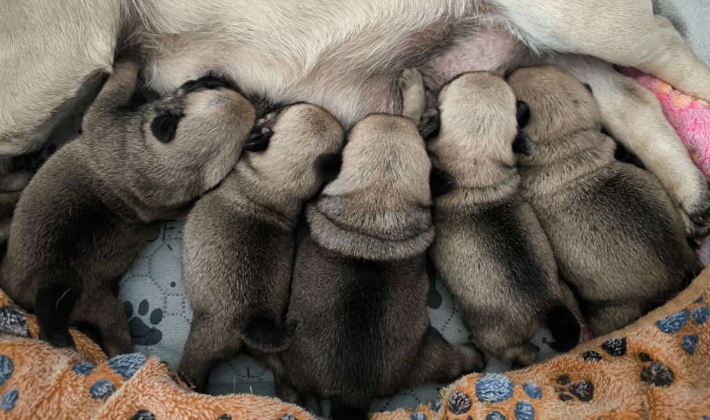 Carlin - De La Gloire De Febus