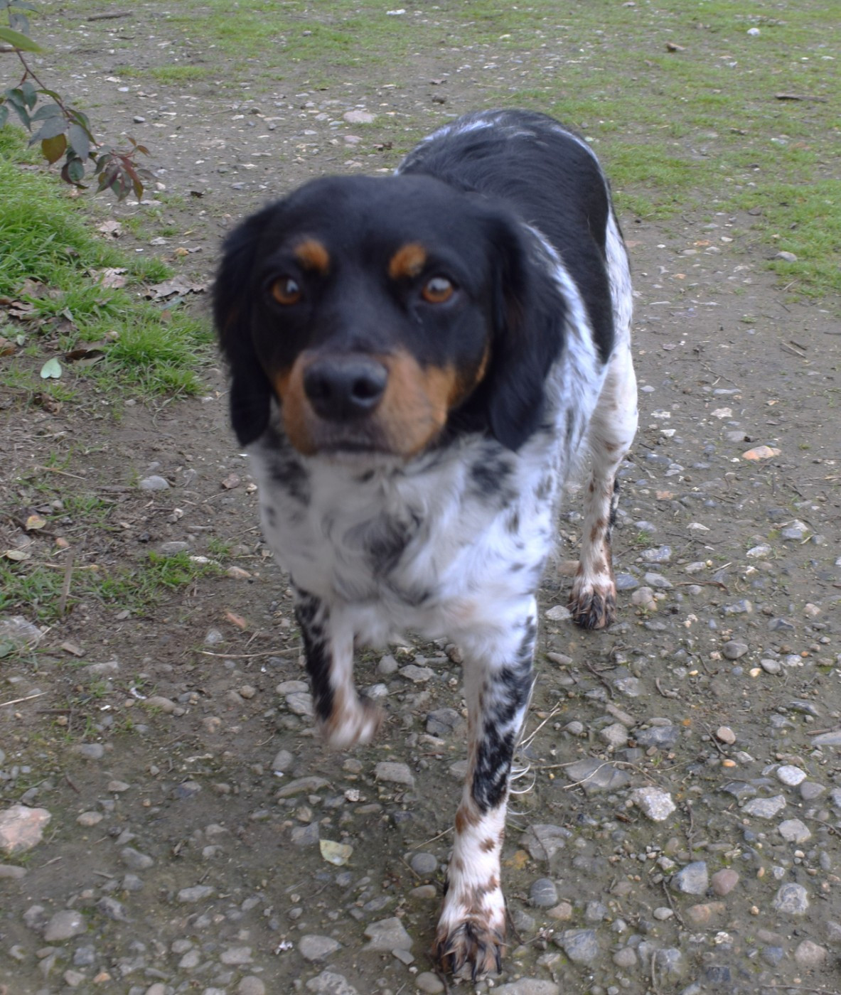 Talys Du Val Des Deux Baïses