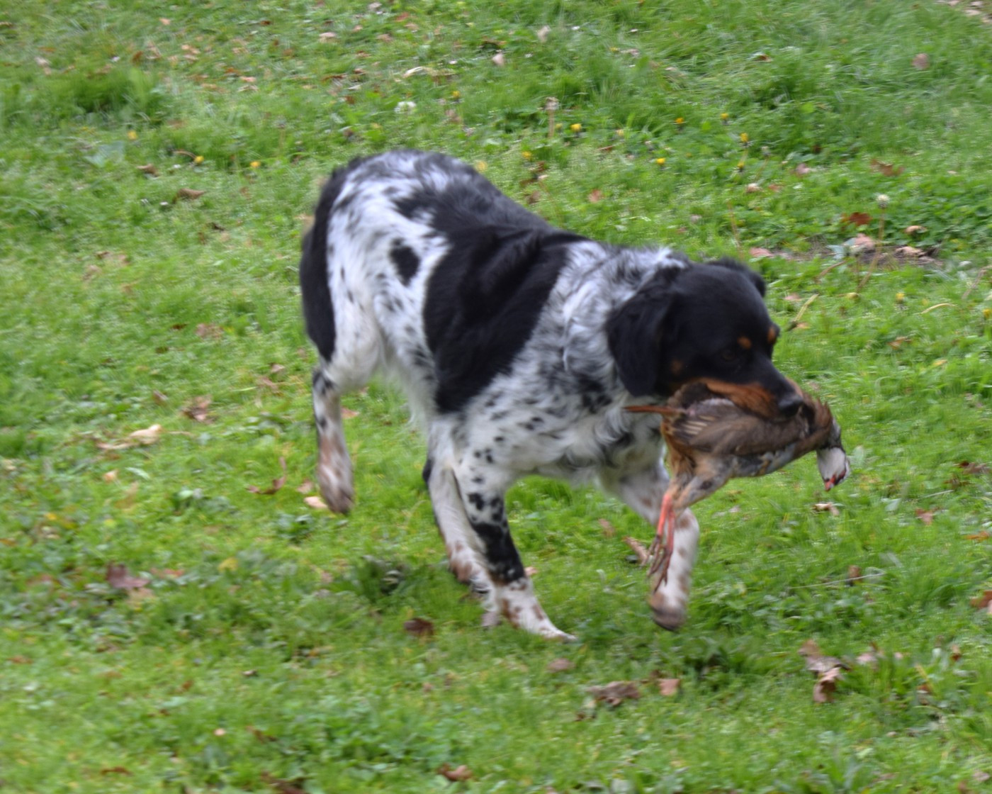 Talys Du Val Des Deux Baïses