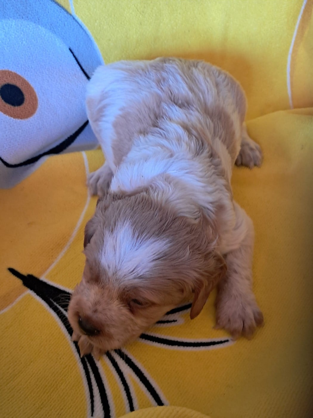 CHIOT 4