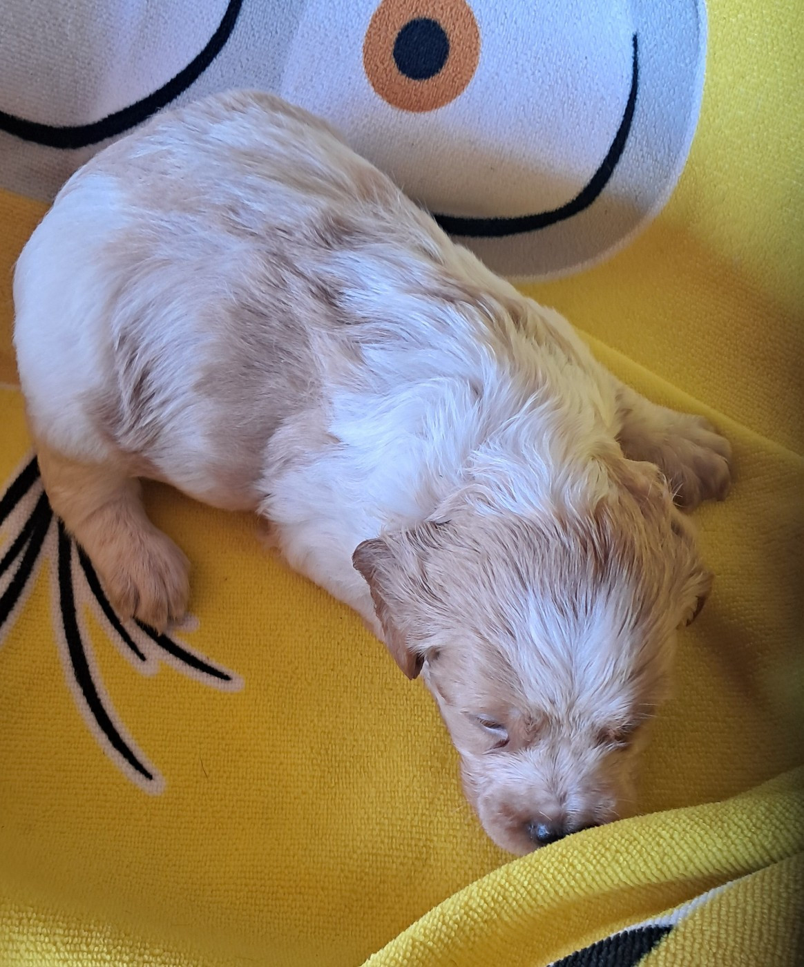 CHIOT 4