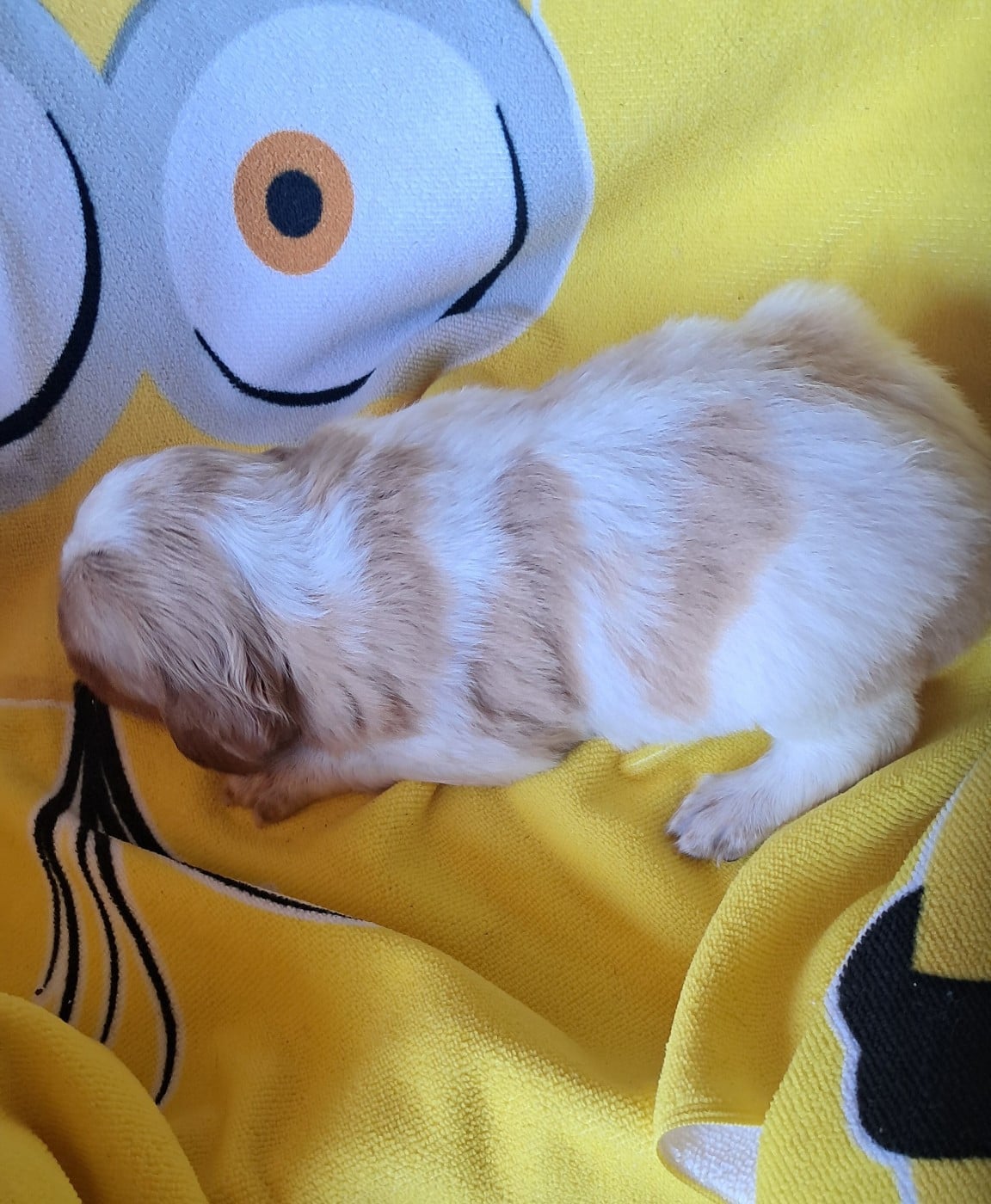 CHIOT 8