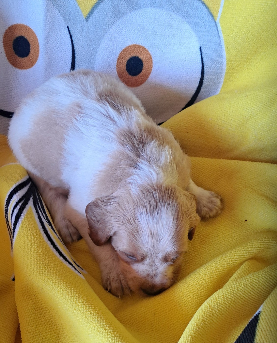 CHIOT 8