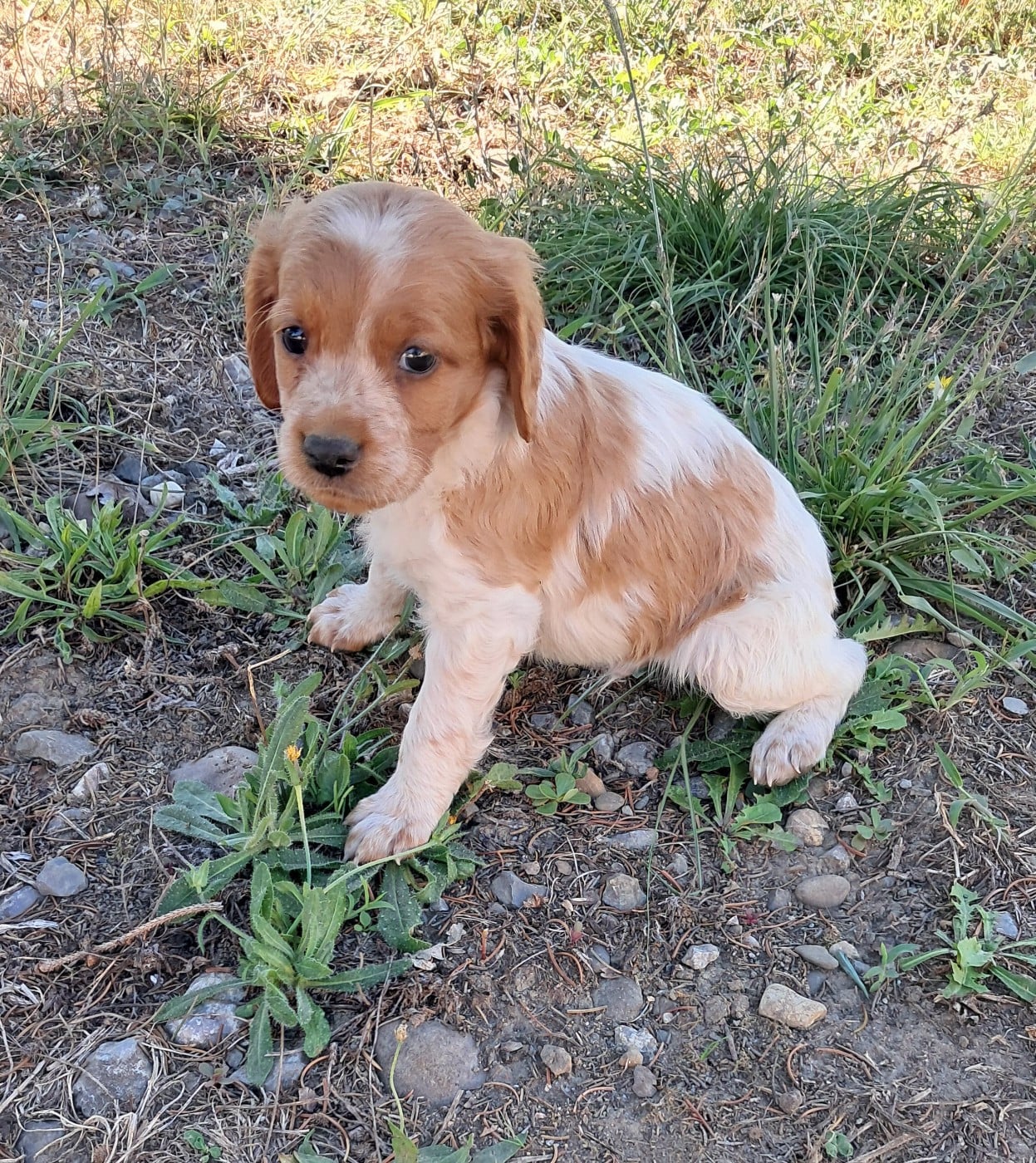 CHIOT 5