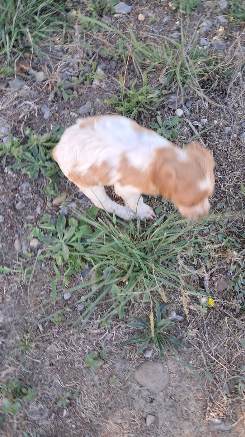 CHIOT 5
