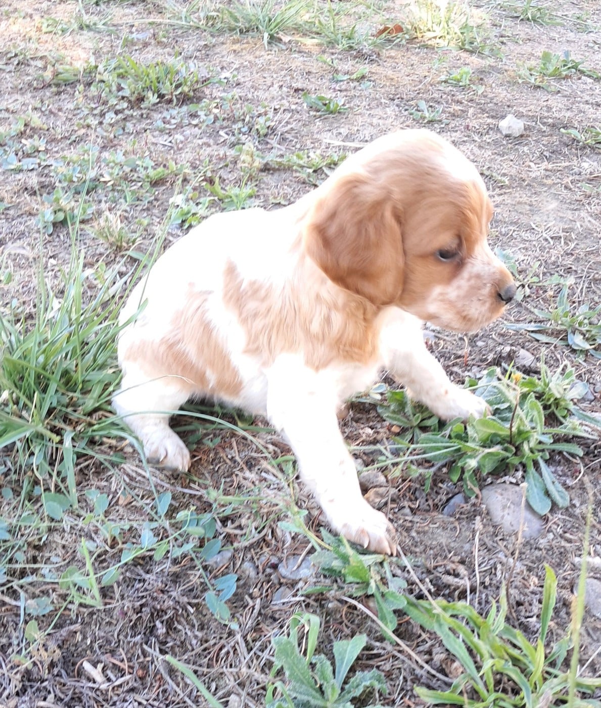 CHIOT 5