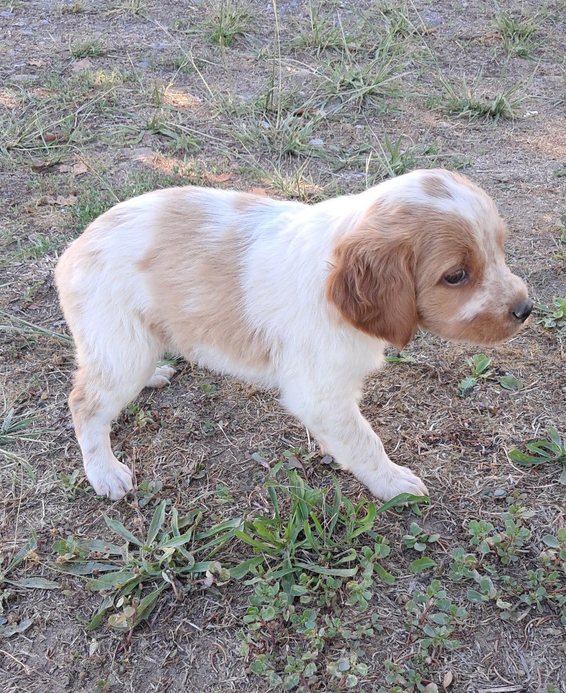 CHIOT 9