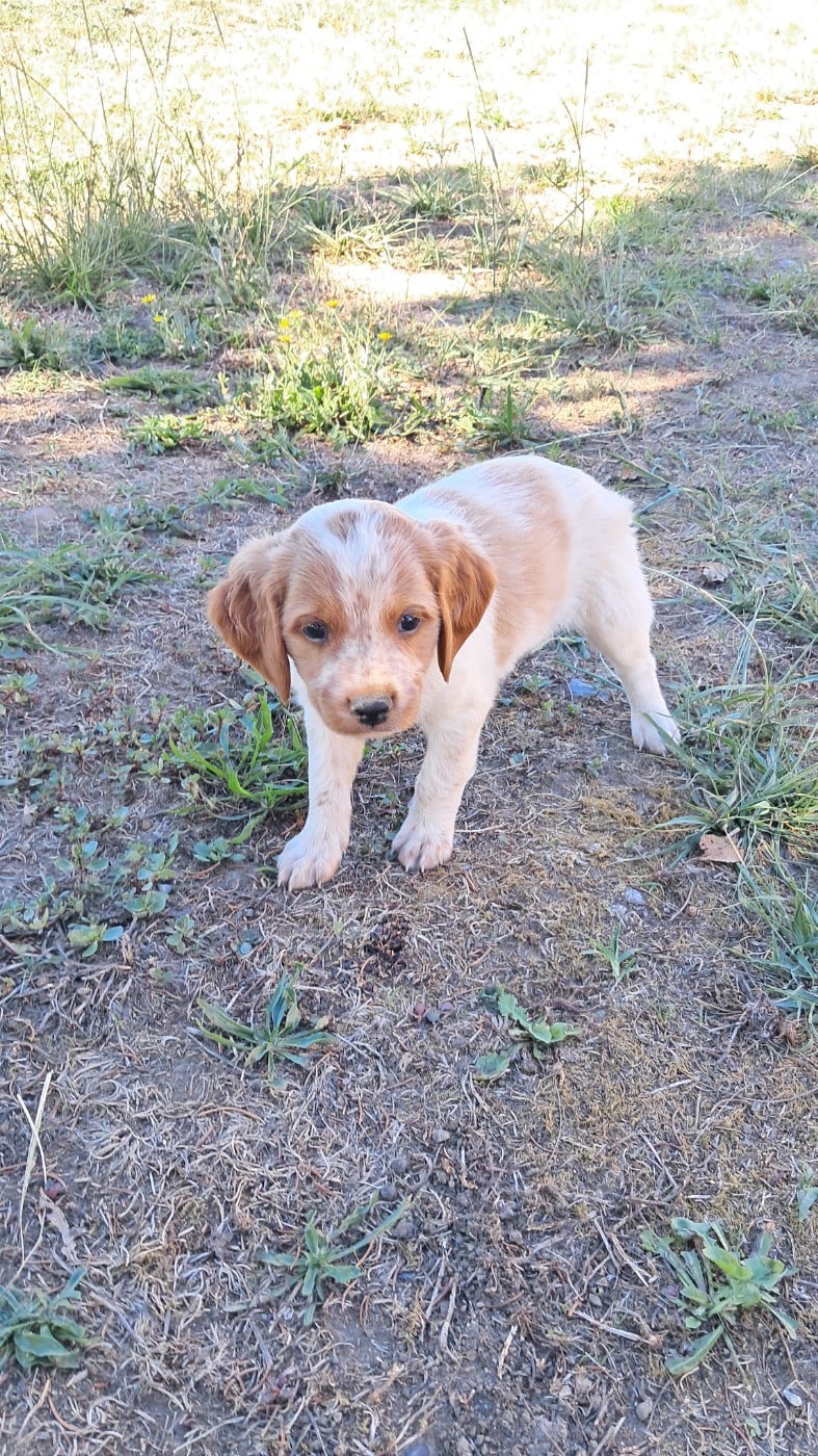CHIOT 9