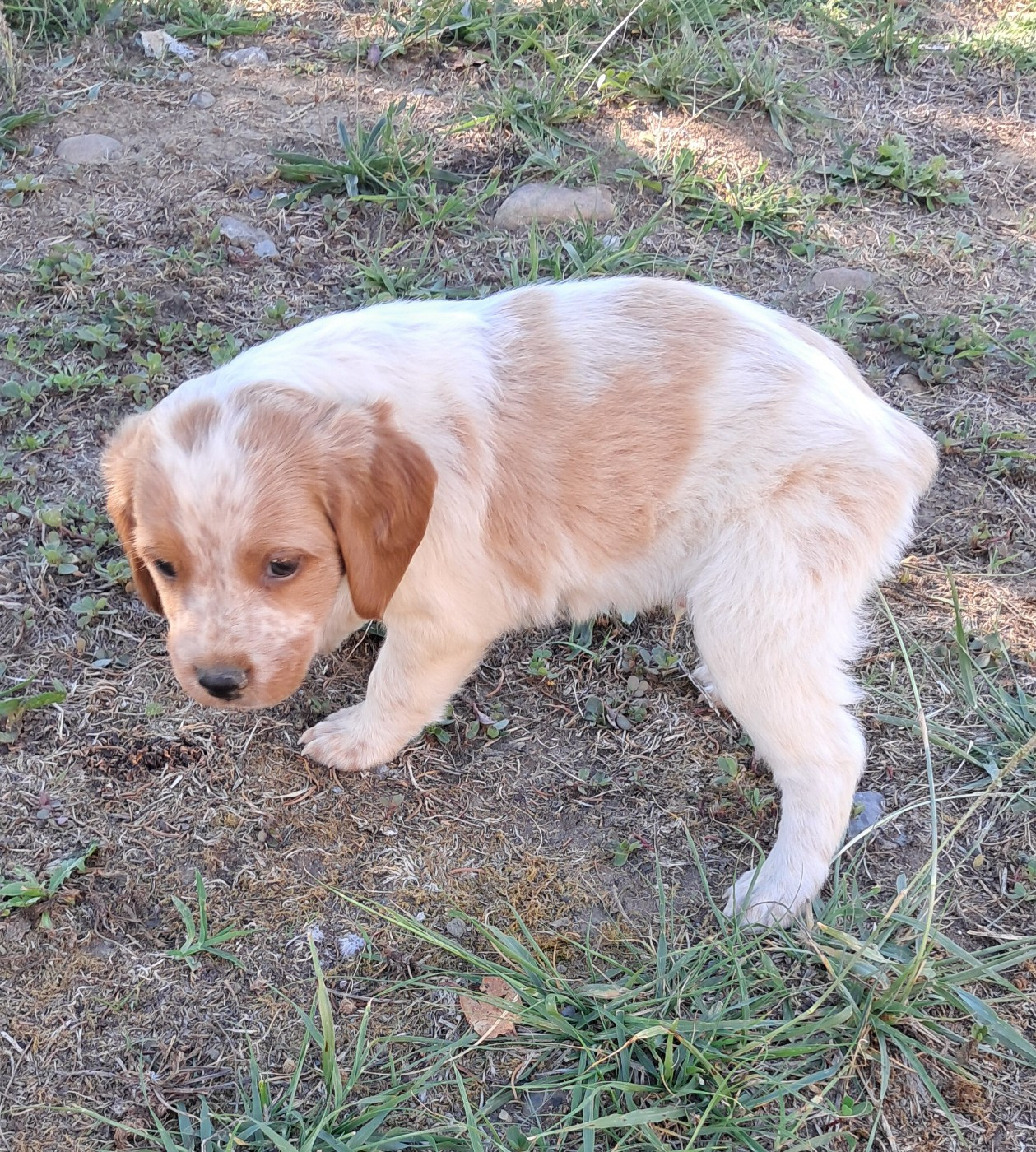 CHIOT 9