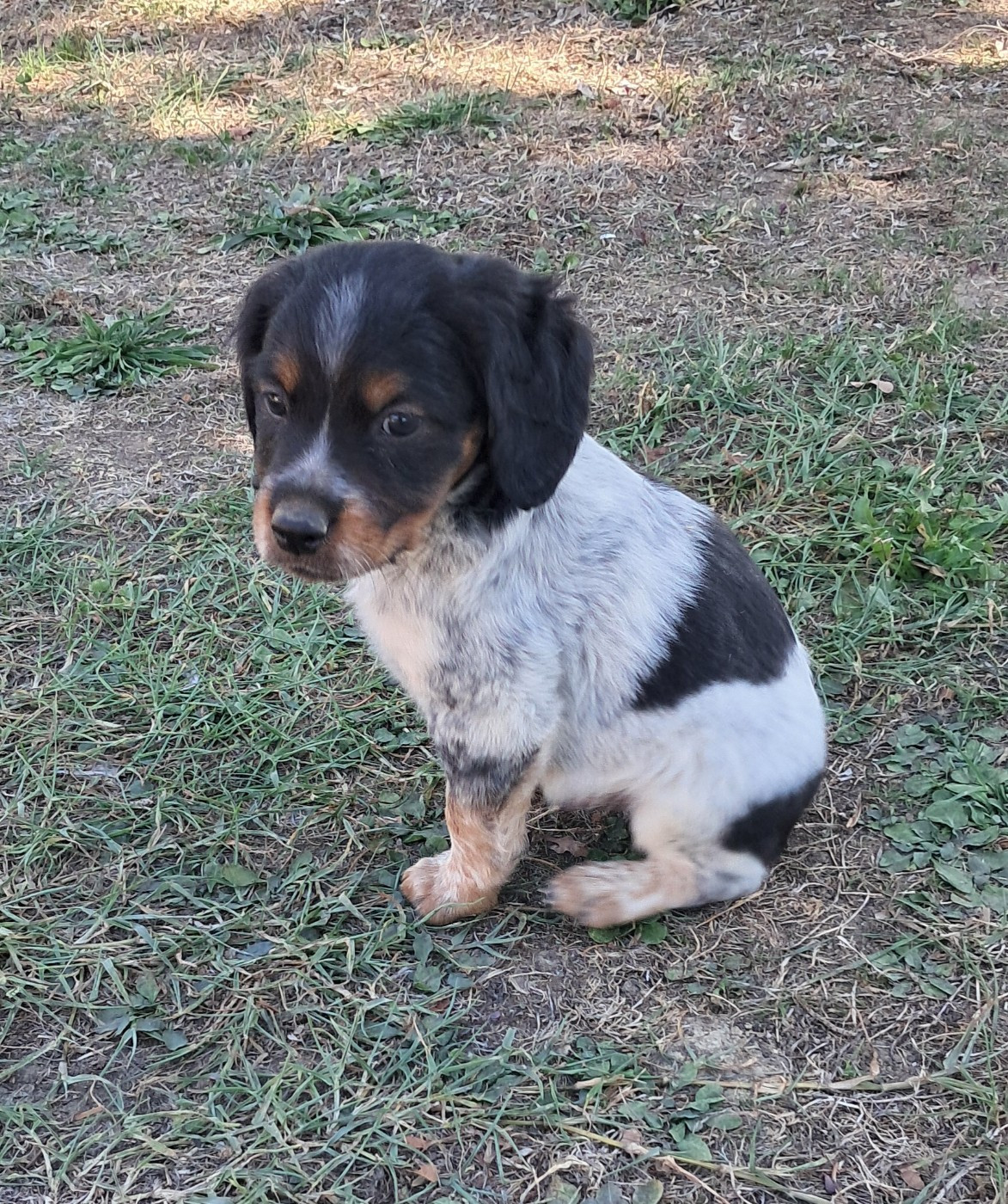 CHIOT 3