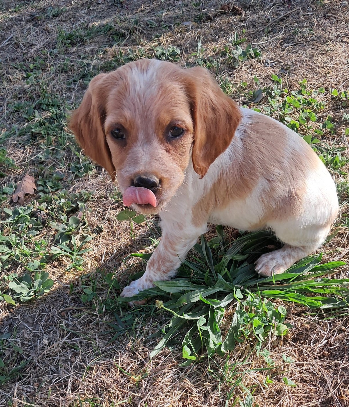 CHIOT 6