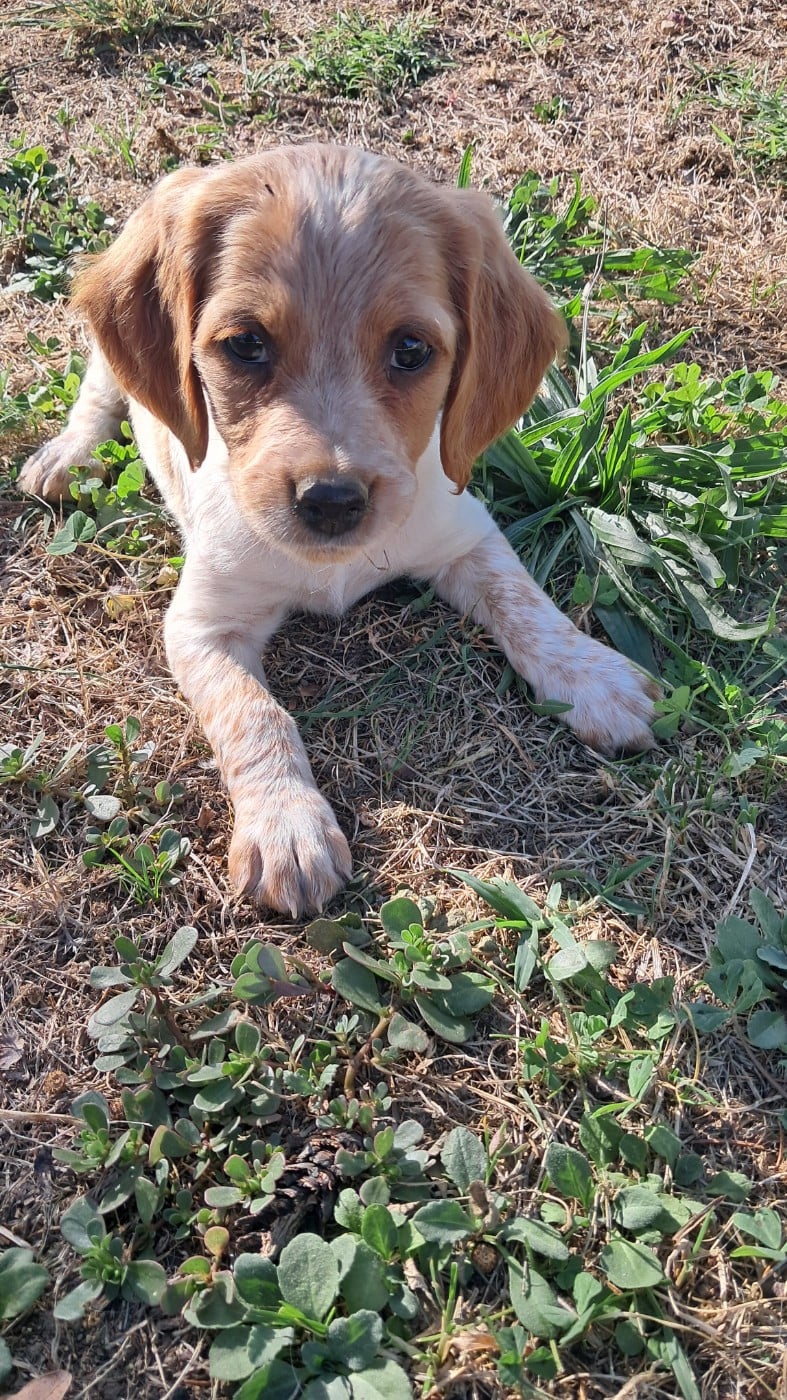 CHIOT 6