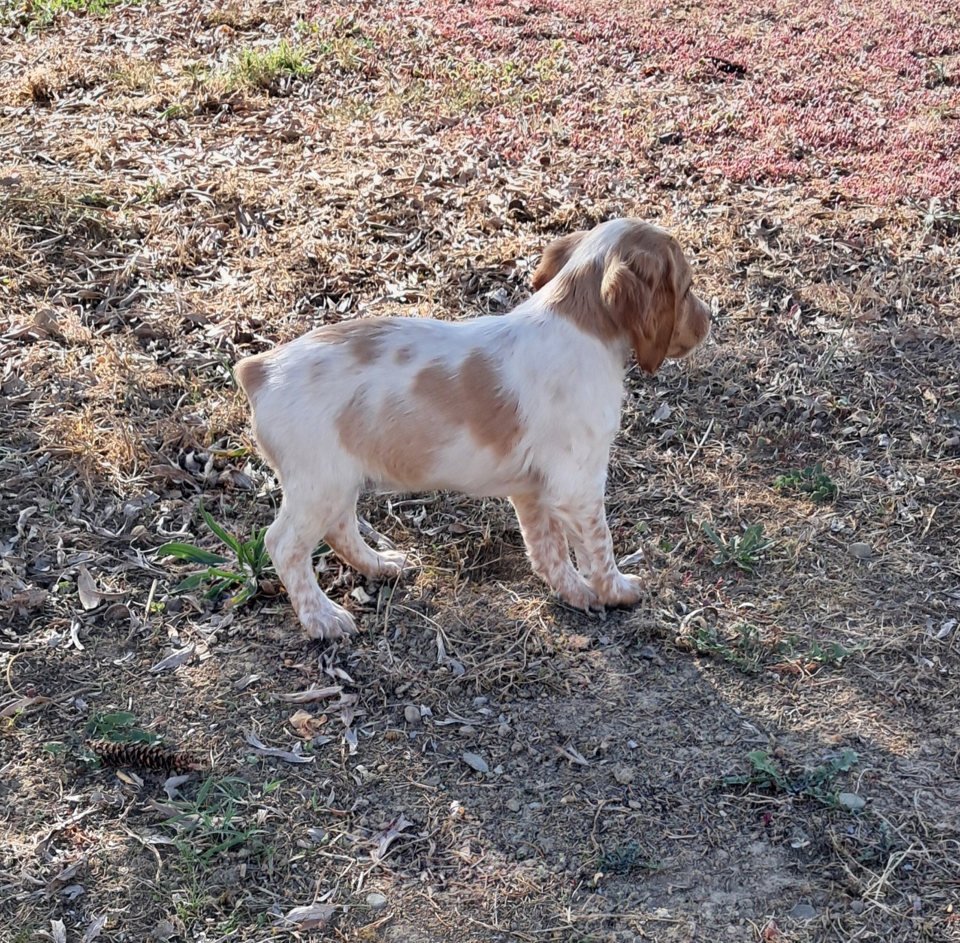 CHIOT 6