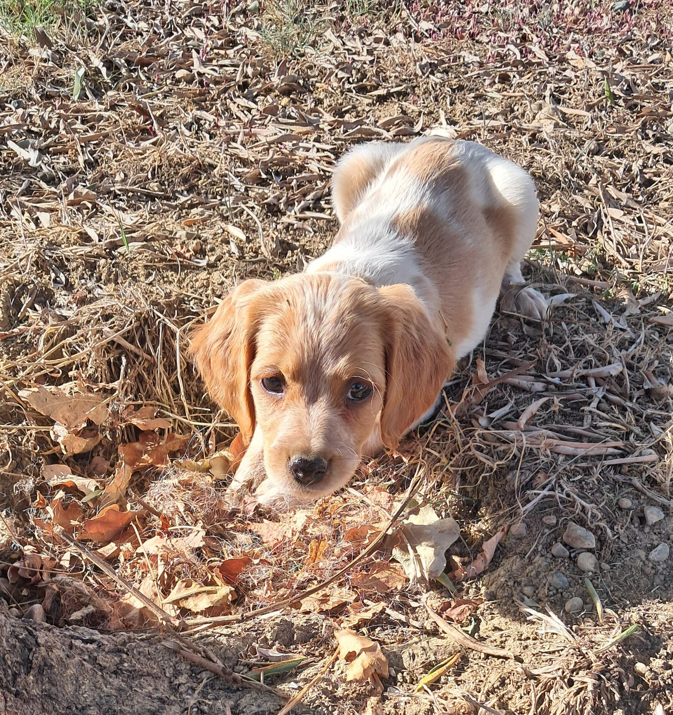 CHIOT 6