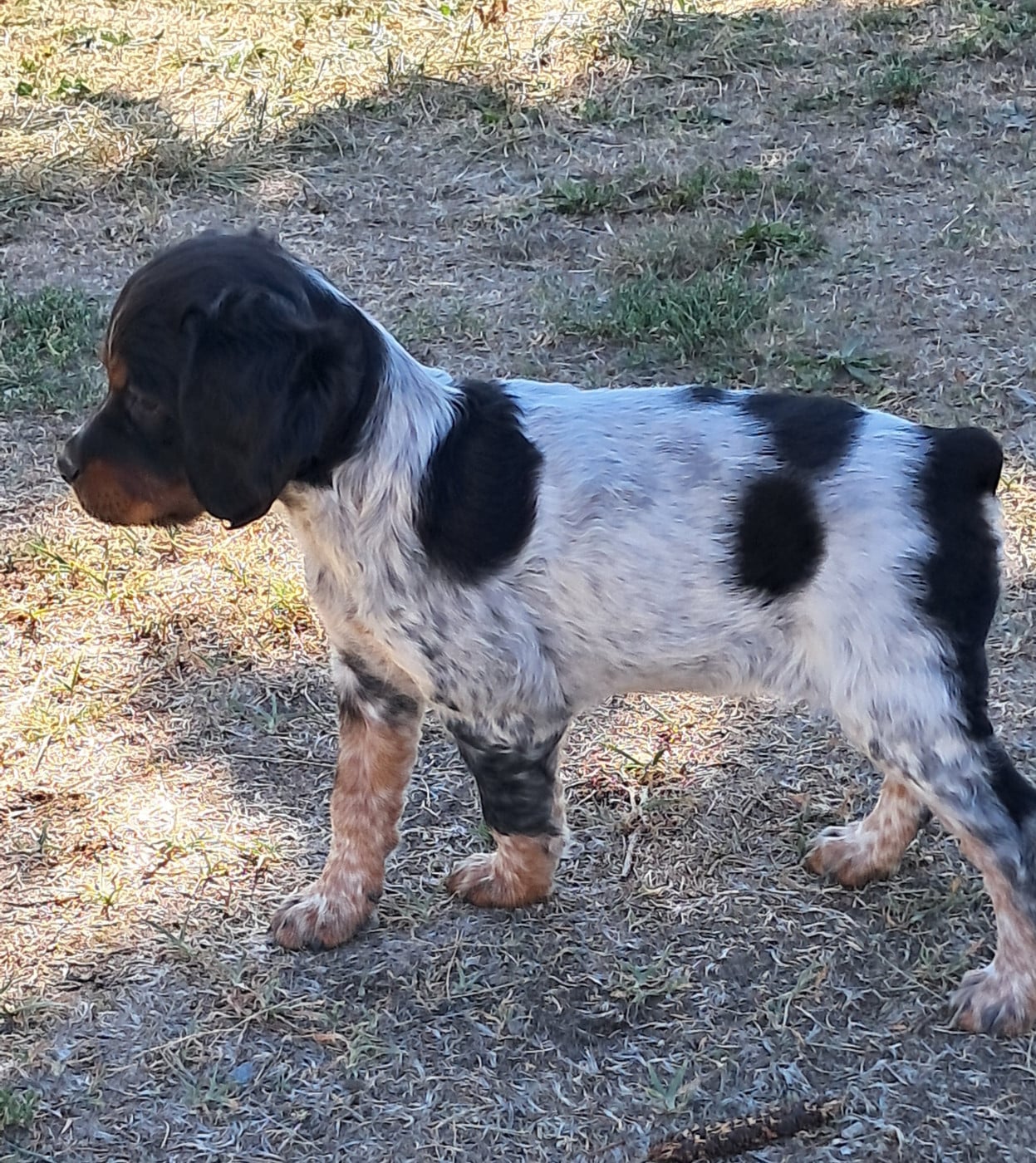 CHIOT 7