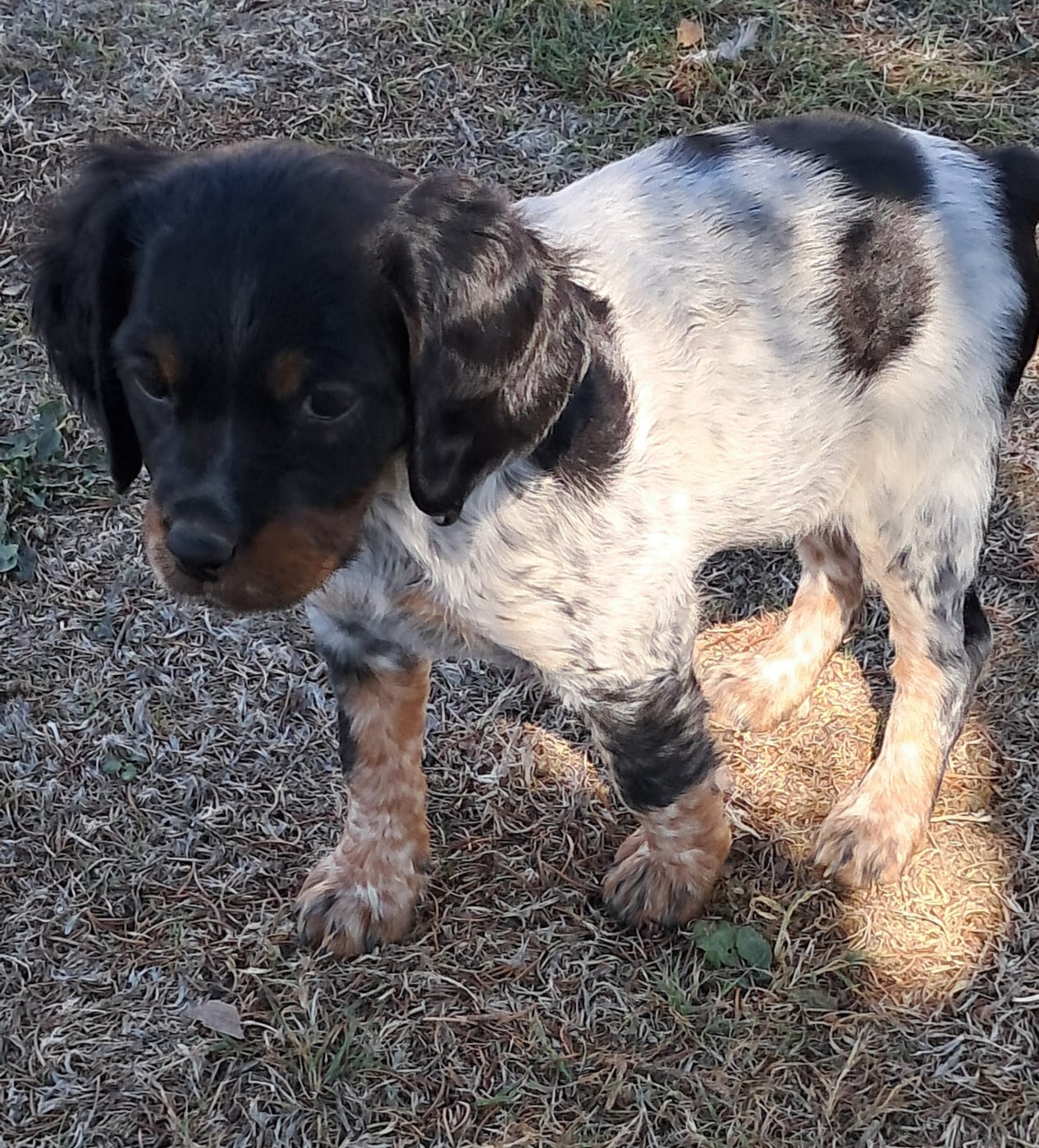 CHIOT 7