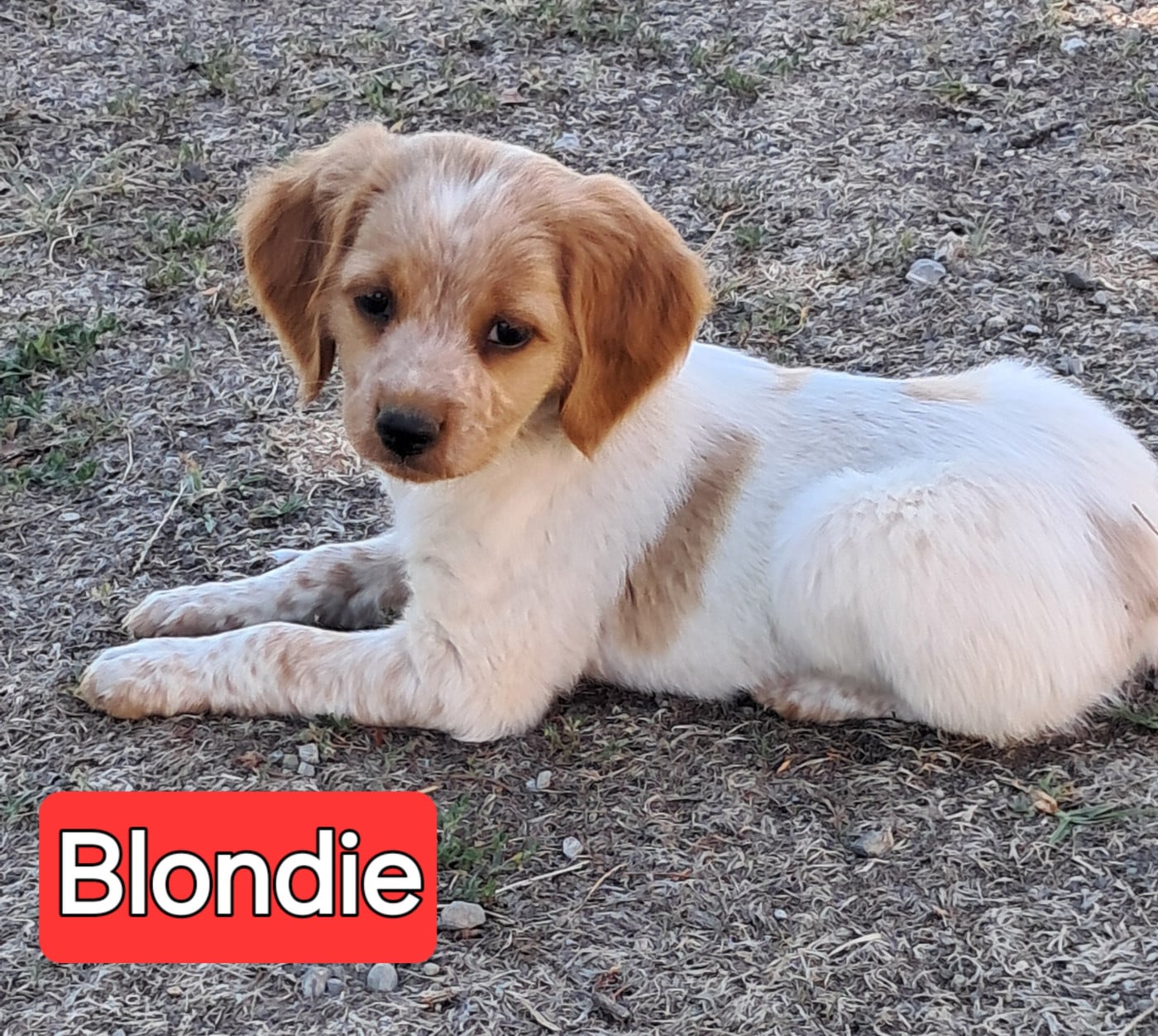 CHIOT 1