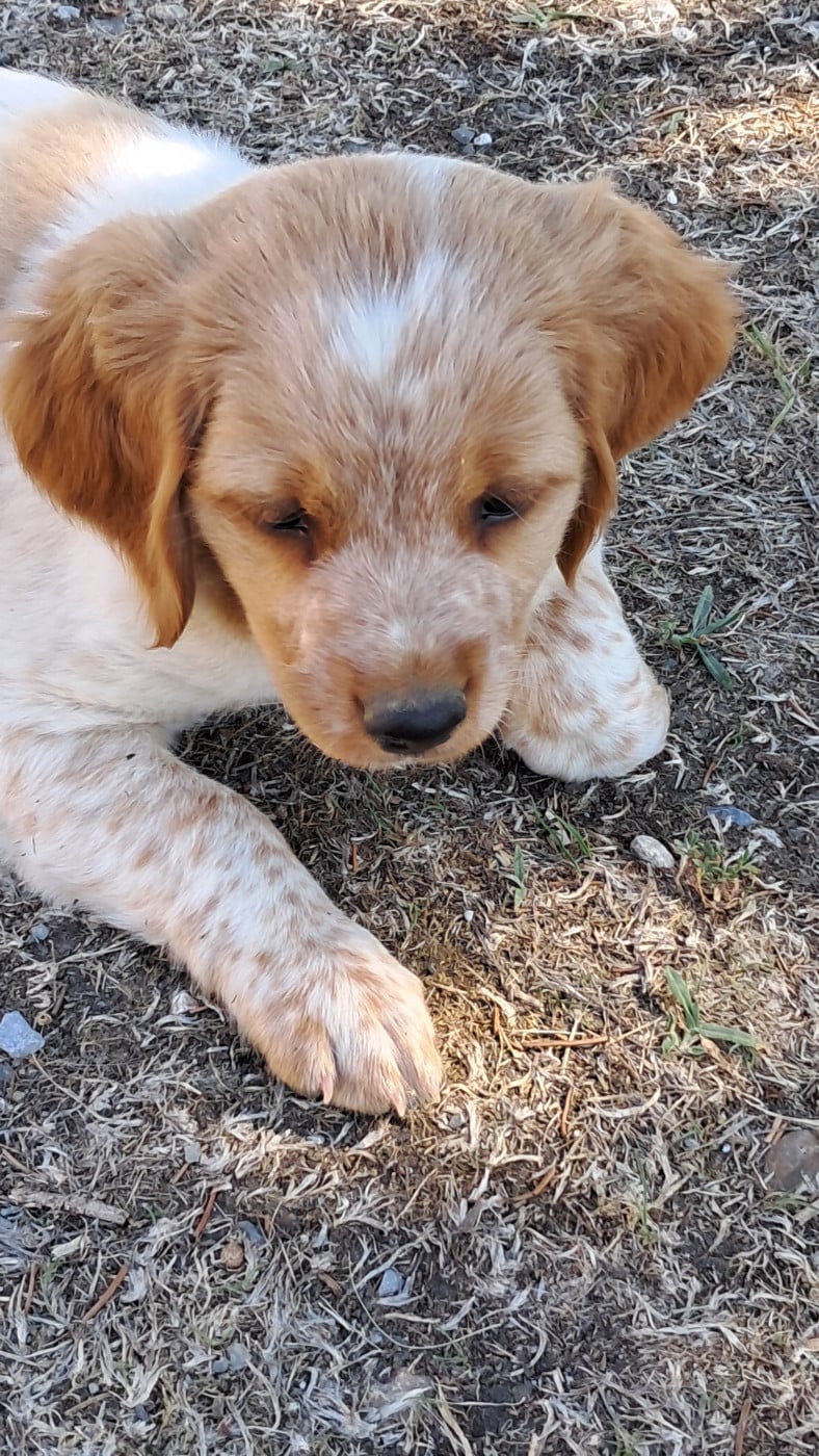 CHIOT 1
