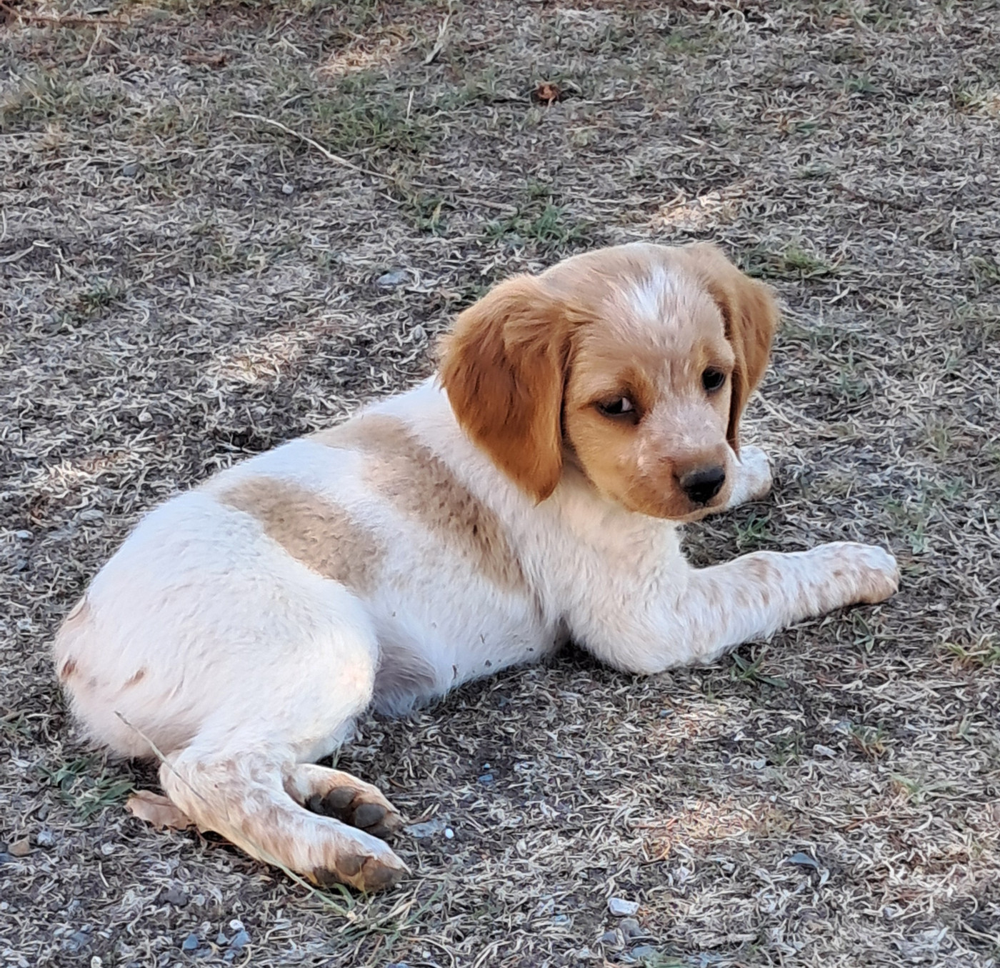CHIOT 1