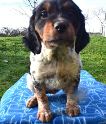 Les chiots de Epagneul Breton