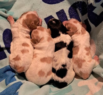 Les chiots de Epagneul Breton