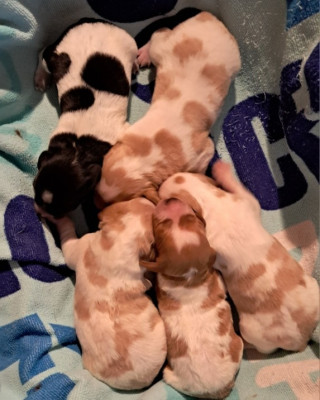 Les chiots de Epagneul Breton