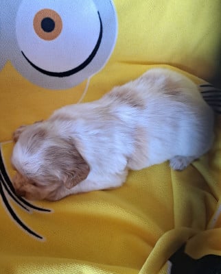 Les chiots de Epagneul Breton
