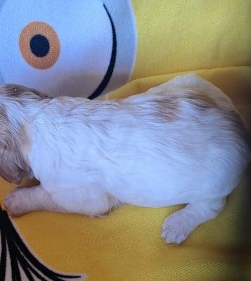 Les chiots de Epagneul Breton