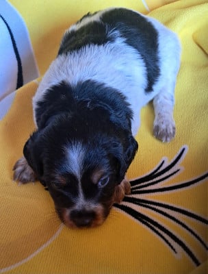 Les chiots de Epagneul Breton