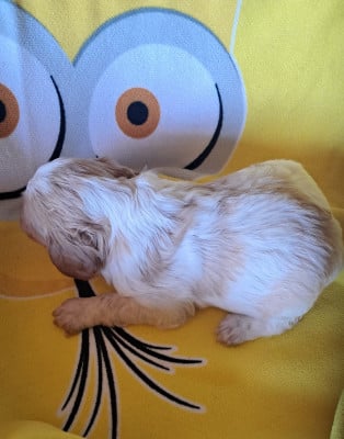 Les chiots de Epagneul Breton