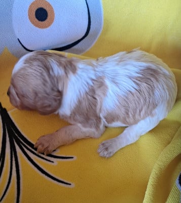 Les chiots de Epagneul Breton